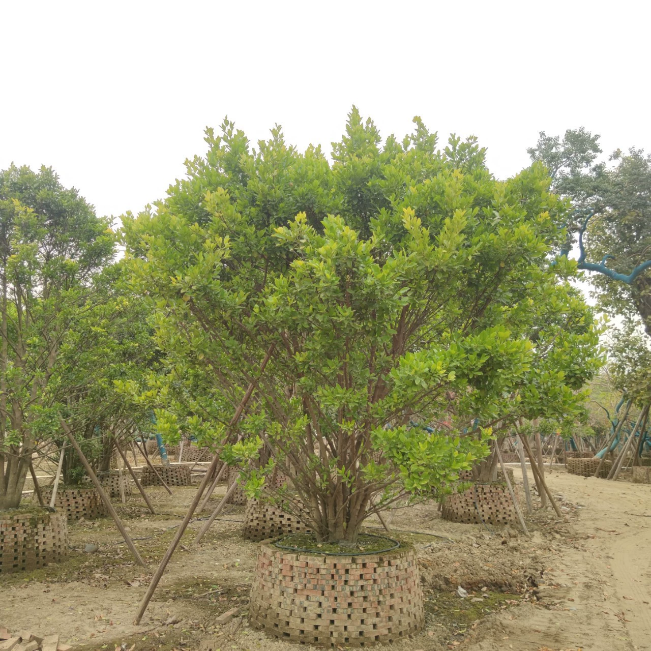 2301 Базовая прямая поставка кустых деревьев и деревьев высотой 3-6 метров дорожный парк зеленый вечнозеленые деревья