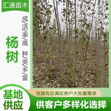 10—20公分银中杨速生杨树银中杨小苗行道树城乡绿化树现货供应