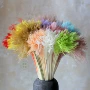 热销跨境干花橱窗永生花