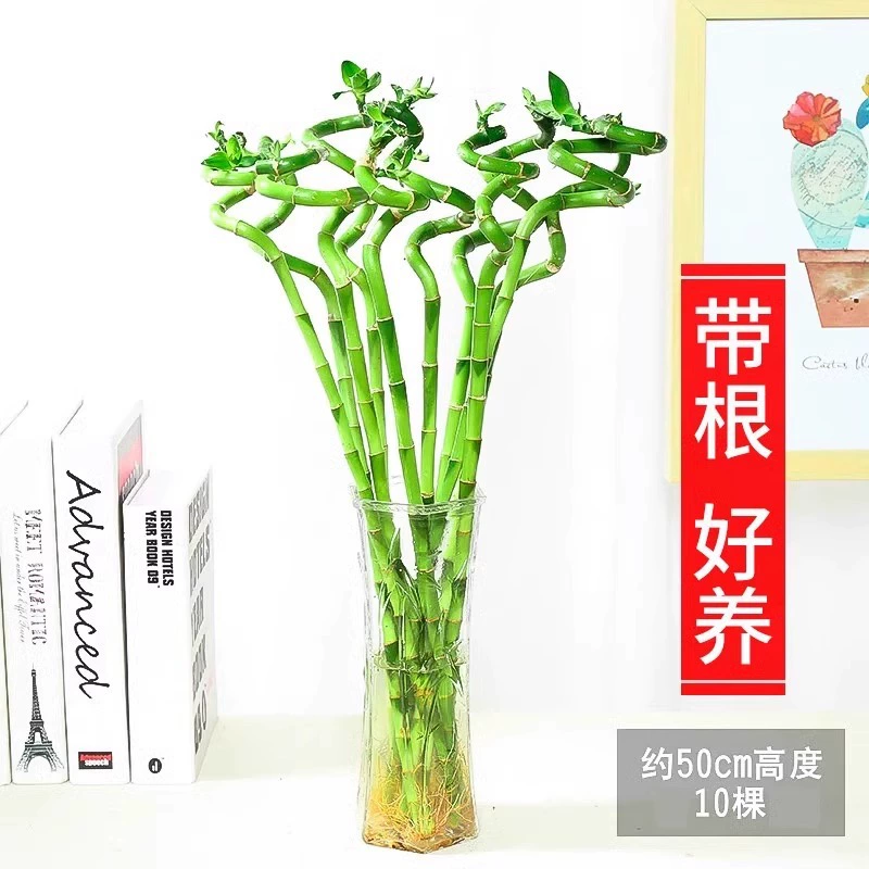 Гидропонные растения, бамбук, бамбук Вэнчан, бамбук дракона, бамбук Гуаньинь с корнями, комнатные горшечные растения, зеленые растения в гостиной, стабильно растущие.