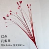 Peacock Grass-Red
