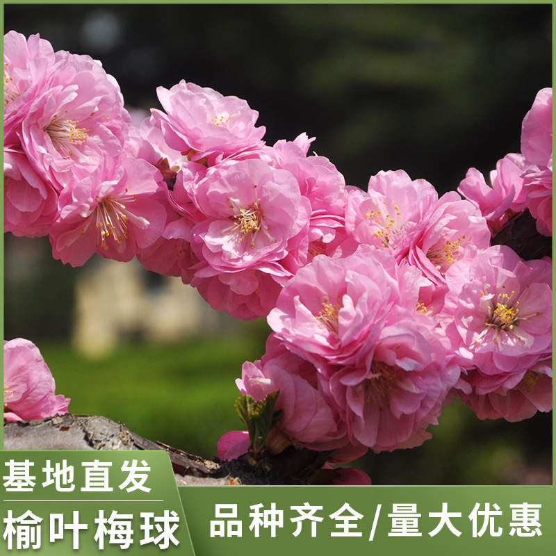 重瓣榆叶梅树苗小桃苗绿花红灌木丛生榆叶梅球小苗工程5-30分枝