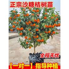 桔子树果苗南北方种植盆栽地栽嫁接春见耙耙柑不知火丑橘树果树苗