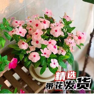 Periwinkle Potted Plants Bloom Every Day and Bloom in All Seasons. Five-Leaf Plum Seedlings with Buds Are Shipped to the Living Room Balcony and Bloom in All Seasons