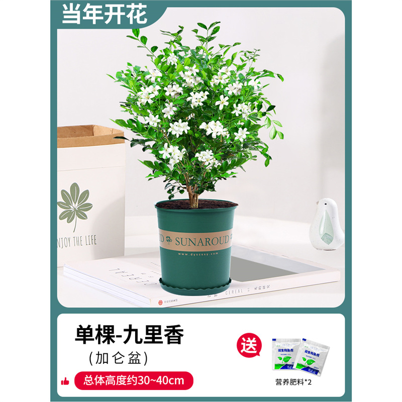 고운 단독 건조 구리향 6년생 모종(갤런 화분) + 비료