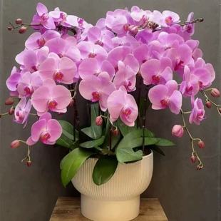 Phalaenopsis Flower Seedling Potted Green Plant Four Seasons Flowering Indoor Flower Desktop Green Plant