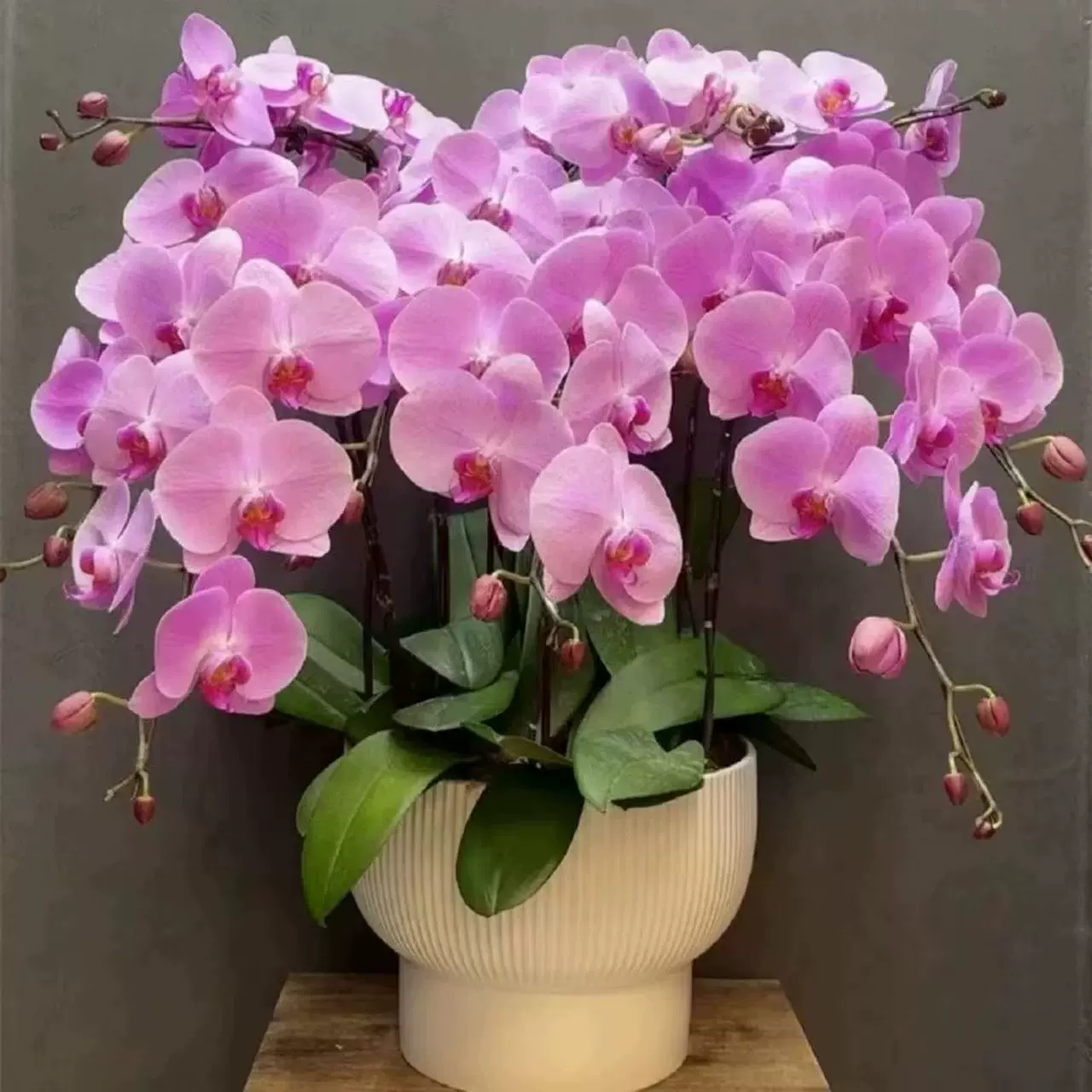 Цветочная рассада фаленопсис зеленая посадка четыре сезона цветущие комнатные цветочные столешницы зеленая посадка