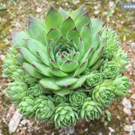 《原土原盆》观音莲群生多头多肉植物多肉植物品种大全阳台花卉