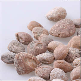 古生物化石标本奶白贝壳原石三叶虫考古博物馆教学科普教育材料