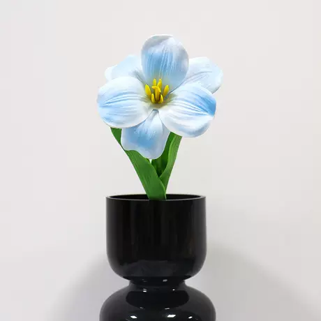 blue brownie tulip