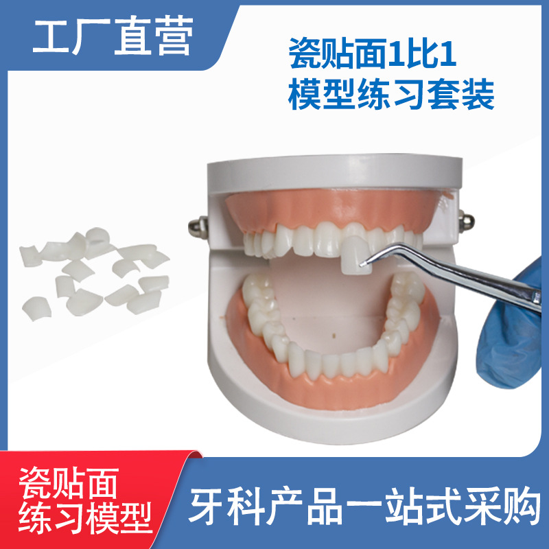 Modelo dental de práctica de simulación dental para blanqueamiento dental, con carillas totalmente cerámicas, para práctica de adhesión y extracción de prótesis dentales