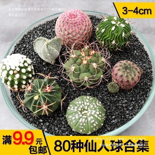�_����ݗ�����[�P�M���ײͶ��ϼ��������������Ƕ���ֲ��������