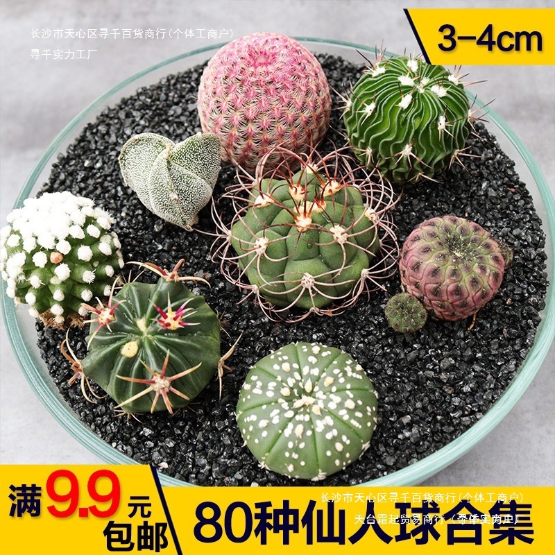 开花防辐射玉实鸾凤组合套餐兜合集仙人掌盆栽生星多肉植物仙人球