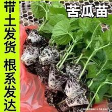 �����߮a����G����玧����������ϷN�Ӵ����߲���׶�����