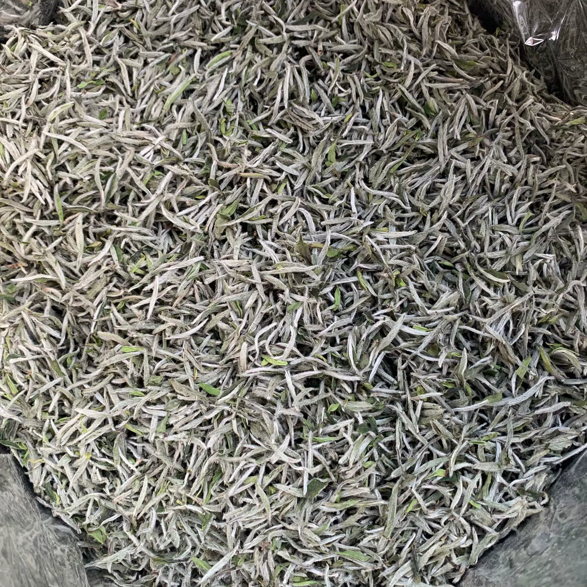 2025年福鼎高山白茶春茶白毫银针日晒散茶批发