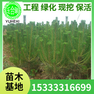 Wholesale Supply of Black Pine Seedlings, Black Pine Trees, Black Pine Ornamental Trees, Evergreen Plants for All Seasons