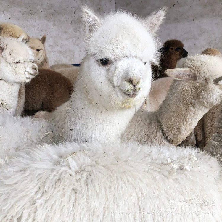 Где Трава Грязь лошадь Альпака жить разведение продажа саженцев Домашних Животных Альпака сколько это стоит?