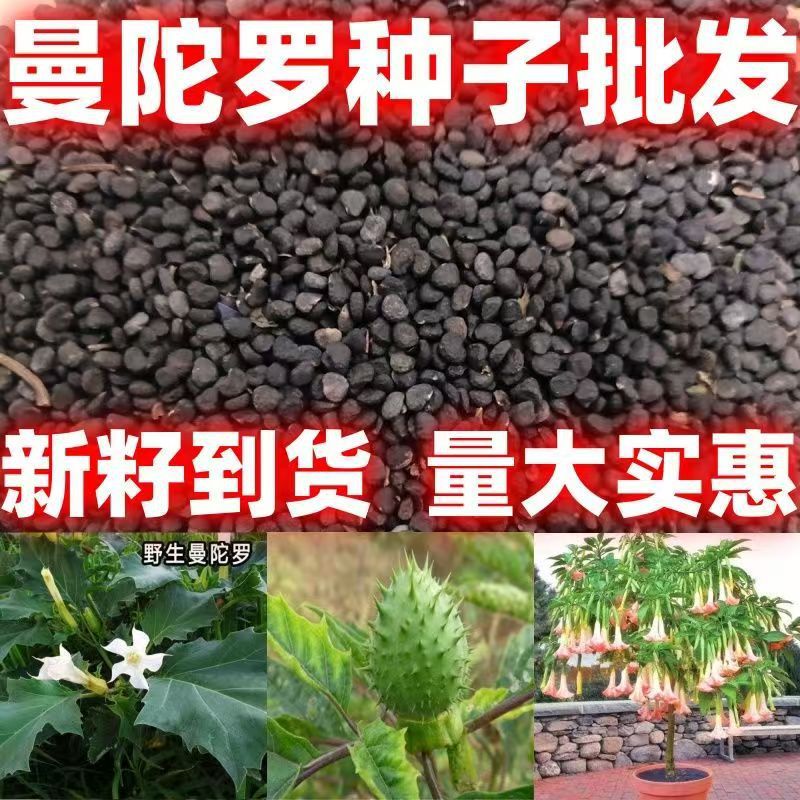曼陀罗种子庭院花卉盆栽家庭阳台种植花草花海草花四季花卉花种籽