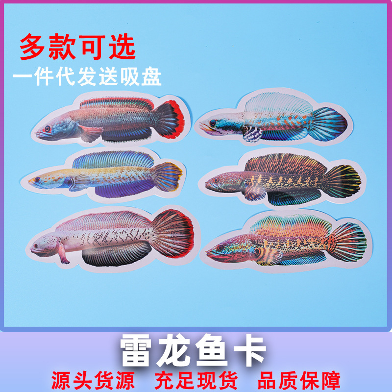 Thunderdragon fish card double-sided waterproof thickened Thunderdragon fish drum bite cylinder training card PVC rubber fish card wholesale Thunderdragon fish card double-sided waterproof thickened Thunderdragon fish drum bite cylinder training card PVC rubber fish card wholesale