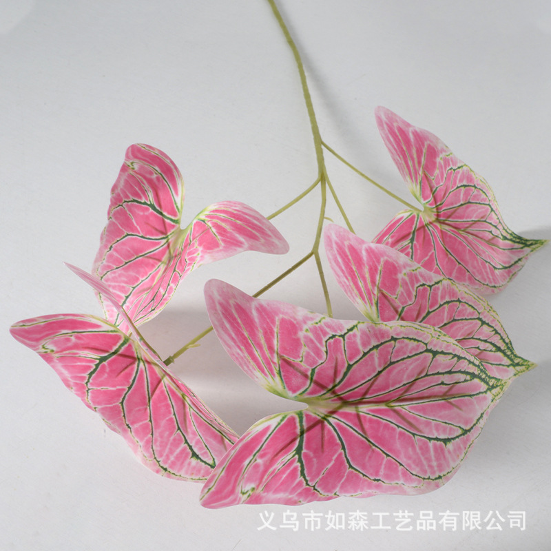 Hojas de taro coloridas con líneas verdes y rosa claro.