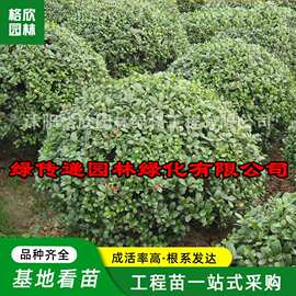 绿化工程无刺枸骨苗 道路美化植物四季常青规格齐全无刺枸骨球