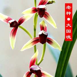 老种大国魂四季兰名贵高档兰花苗带花苞浓香型高端铭品绿植花卉