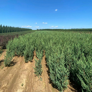 ��������¶�ؙu���� �Gɫ���Έ@��ֲ�ﵤ�|�u�� �u����Ȱع�ľ