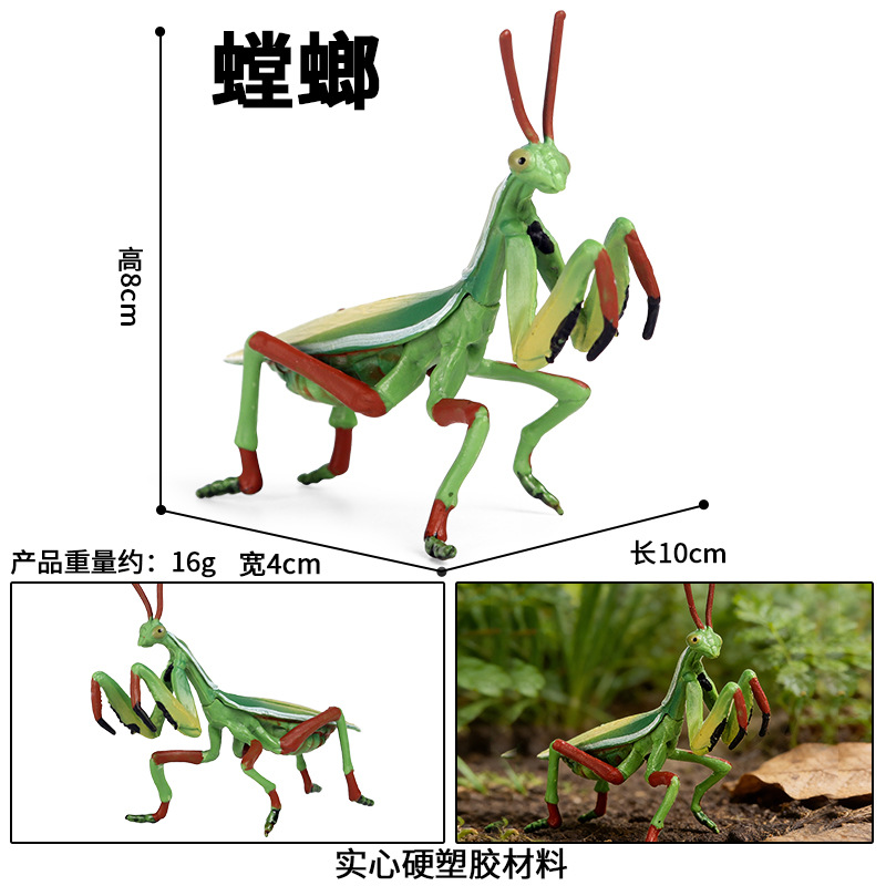 M-1674 mantis