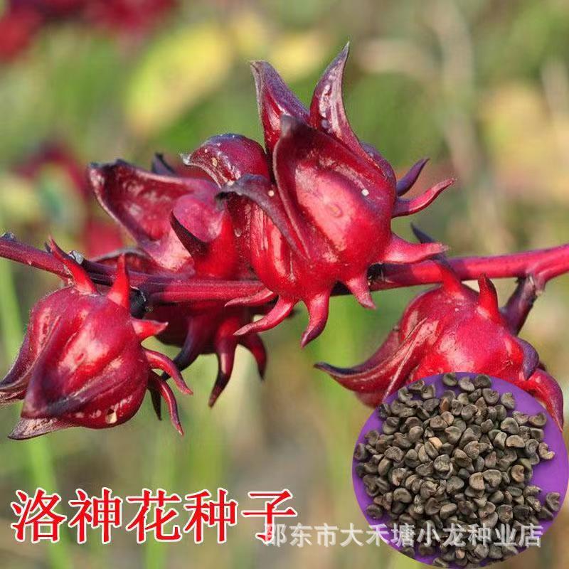 【红桃K种子】食用洛神花种子 玫瑰茄果花草茶种子新手易种植