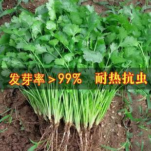 �r��С�~��˷N�����ļ������߲˷N���ݲ��Ѳ˷N��Ʒ�NС����ѷN