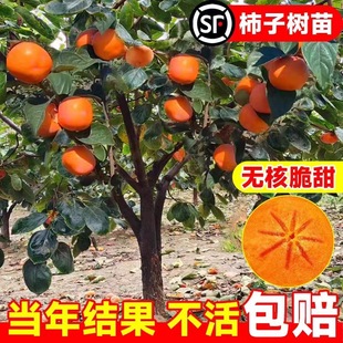 ���Ә������ͥԺ���������ֱ�l�ϱ����Nֲ�ļ�������������