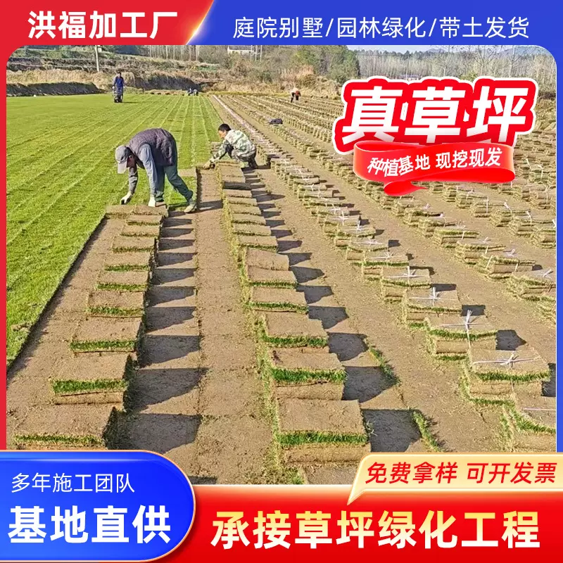 带泥土真草皮绿化工程学校草地操场果岭草四季青草皮耐寒草坪