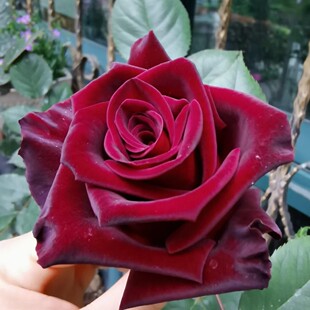 Dropshipping Black Magic Rose Seedlings Blooming Rose Potted Flowers Climbing Plants Rose Saplings Green Plants