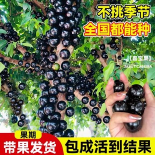 Four Seasons Fruit Taiwan Garbo Fruit Sapling Tree Grape Sapling Early-Growing Classy Fruit Potted Fruit-Bearing Soil with Leaves in the Same Year