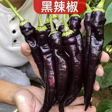黑辣椒种子四季种植高产紫黑色辣椒种子辣椒籽庭院蔬菜种子菜籽