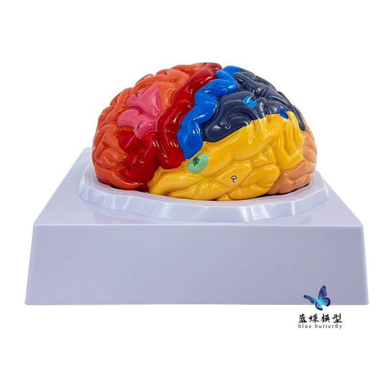 ��ѧ��������1:1���Թ��ܷ���ģ��ɫ����ģ�� ��ģ��Ƥ�����ģ��