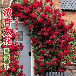 Four Seasons Sowing Wall Climbing Rose Flower Seeds Blooming Rose Climbing Vine Plant Flower Seeds Outdoor Courtyard Flower Seeds