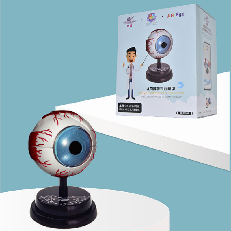 Yigao estudiante oftalmología experimento de lujo traje modelo de ciencia y educación para niños juguete estructura fisiológica modelo de ojo humano