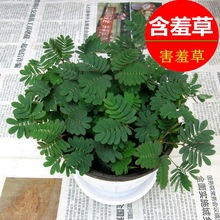 ֲ߲҃Ⱥ߲kˮֲﻨݾGֲС