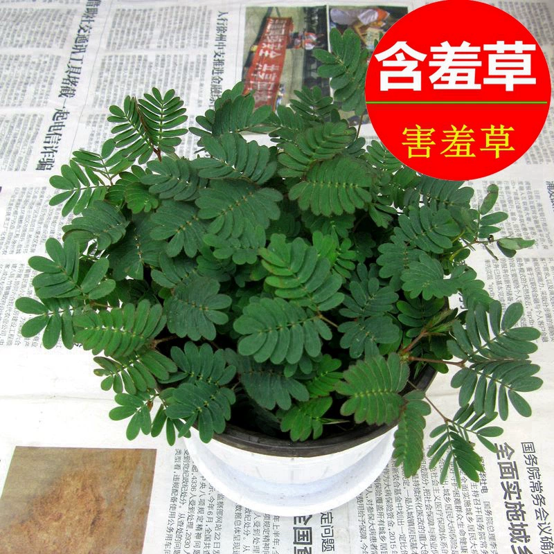 Мимоза пудика горшечные растения комнатная Мимоза офисная в горшках настольные Гидропонные растения цветы и растения зеленые растения маленькие горшечные растения