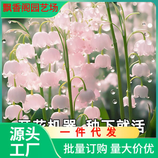 Dropshipping of Four-Season Lily of the Valley Flower Seedlings for Indoor and Outdoor Use with Buds and Roots, Cold-Resistant Perennial, Strong Fragrance, Easy to Grow Flowers