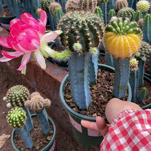 ����ֱ���Ӂ����������M�����B���\ݔ���_���ӼҾGֲֲ��ɳ���