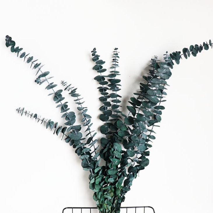 녹색 유칼립투스 잎 10가지 큰 다발 - 드라이플라워 팩