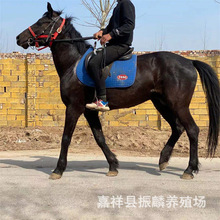 ��܇���R�����×��t�R �����T���R �N�R�Bֳ�����R