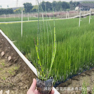 Wood Thief Potted Pen Grass Park Flower Bed Aquatic Plants All Year Round Evergreen Pen Tube Grass Wood Thief Flower Seedlings Wholesale