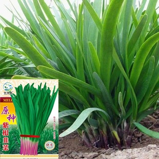 �����t�²˷N���ϸ��t���²˸��Ѷ������߲˲��ն���̨�����ļ�