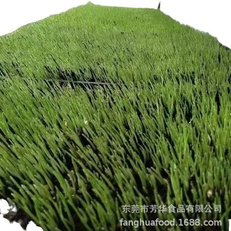 フリーズドライ大麦若葉粉末 AAAグレード 大麦若葉粉末 青汁粉末 苗粉末 フリーズドライ粉砕 フリーズドライ青汁粉末|undefined