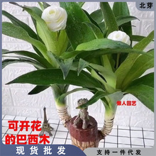 巴西木水养幸运木格鲁特树人绿植小盆栽带芽室内水培好养开花植物