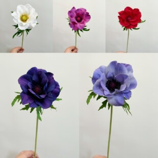 ��ꖷ��滨 �yɏ�� ���^�̬F�� �Ӱ��g�Ҿ� �ۘǲ��廨�仨�b�