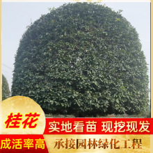 批发金桂树苗8月桂四季桂独杆丛生桂花行道树用苗桂花树量大价优